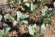 agriculture-cabbage-culture-garden-87759.jpg