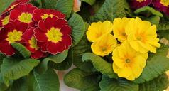 primrose-pots-signs-of-spring-1129352.jpg