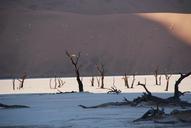 desert-forest-tree-nature-dune-425142.jpg