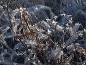 frozen-reeds-winter-landscape-1420622.jpg