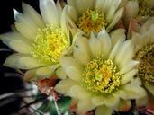 Cactus flower in flowerpot.jpg