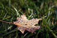 leaf-droplets-season-autumn-fall-1031546.jpg