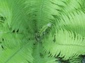 fern-plant-nature-leaf-fern-542838.jpg