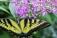 butterfly-flowers-purple-summer-578706.jpg