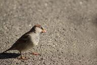 sparrow-bird-animal-nature-204399.jpg