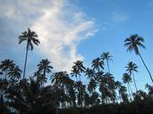 hawaii-coconut-trees-coconut-466490.jpg