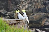 sulphur-crested-cockatoos-parrots-331168.jpg