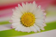 daisy-flowers-spring-flower-plant-1306763.jpg