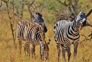 zebra-safari-tanzania-africa-287319.jpg