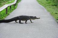 alligator-walking-reptile-predator-948660.jpg