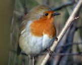 robin-bird-small-wildlife-plumage-809040.jpg