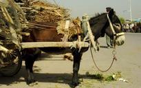 donkey-transportation-carry-horse-961900.jpg