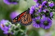 monarch-butterfly-flower-blossom-919254.jpg