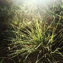 grass-green-plants-nature-light-1039213.jpg