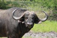 buffalo-kruger-national-park-krueger-1043274.jpg