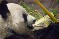 panda-bear-zoo-animal-cute-teddy-368297.jpg