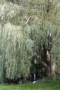 pasture-weeping-willow-tree-261810.jpg