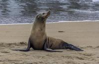 seal-beach-animal-sea-marine-597838.jpg