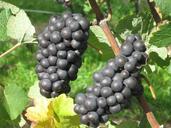 grapes-sweet-fruit-food-wine-eat-510426.jpg