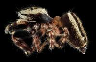 jumping_spider7,_side,_Upper_Marlboro,_md_2013-10-18-12.00.09_ZS_PMax.jpg