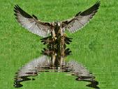 falcon-mirroring-water-1409239.jpg