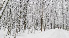 winter-landscape-forest-snow-trees-981474.jpg