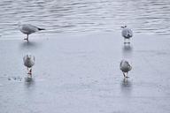 seagulls-winter-changing-the-guard-1376661.jpg