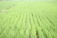 rice-field-green-paddy-farmland-409586.jpg