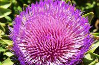 artichoke-flower-vegetable-lilac-704353.jpg