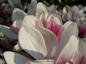 magnolia-tulip-tree-flowers-363209.jpg