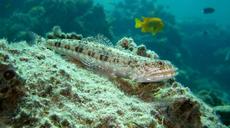 variegated-lizardfish-reef-coral-589406.jpg