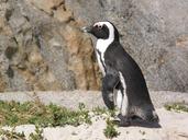 south-africa-boulders-beach-penguin-1250581.jpg