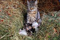 cat-kittens-animals-cute-family-1291725.jpg