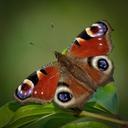 peacock-butterfly-butterfly-insect-411798.jpg