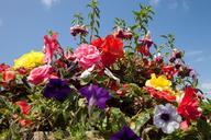 flowers-flowerpot-summer-flowers-419651.jpg