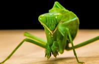 praying-mantis-fishing-locust-green-190168.jpg