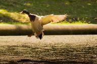 mallard-landing-duck-flying-wings-421578.jpg