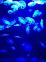 blue-jellyfish-water-sea-fish-543758.jpg