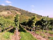 wine-wine-harvest-vineyards-259855.jpg