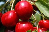 cherries-fruit-summer-nature-658066.jpg