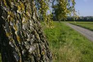 birch-tree-field-nature-summer-543097.jpg