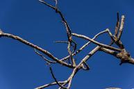 tree-twigs-branch-dead-grey-645808.jpg