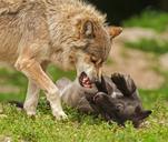 wolf-predator-prey-fight-attack-383928.jpg