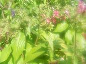 Yellow jacket on flower.jpg