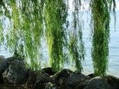 weeping-willow-tree-hanging-branches-382140.jpg