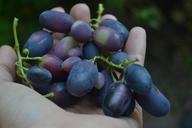 grapes-food-hand-nature-ecological-395483.jpg