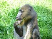 monkey-baboon-primate-930361.jpg