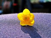 buttercup-macro-yellow-flower-1420300.jpg