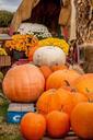 pumpkins-pumpkin-patch-old-218190.jpg