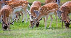 deer-roe-deer-herd-deer-herd-275963.jpg